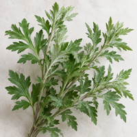 Mugwort