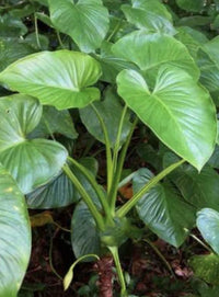 Homalomena